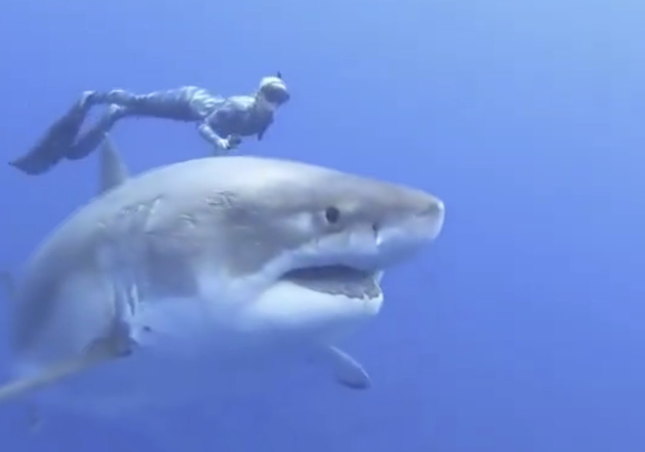 La buceadora hawaiana Ocean Ramsey nada junto al tiburón blanco más grande registrado. Foto: Captura de pantalla/RTS