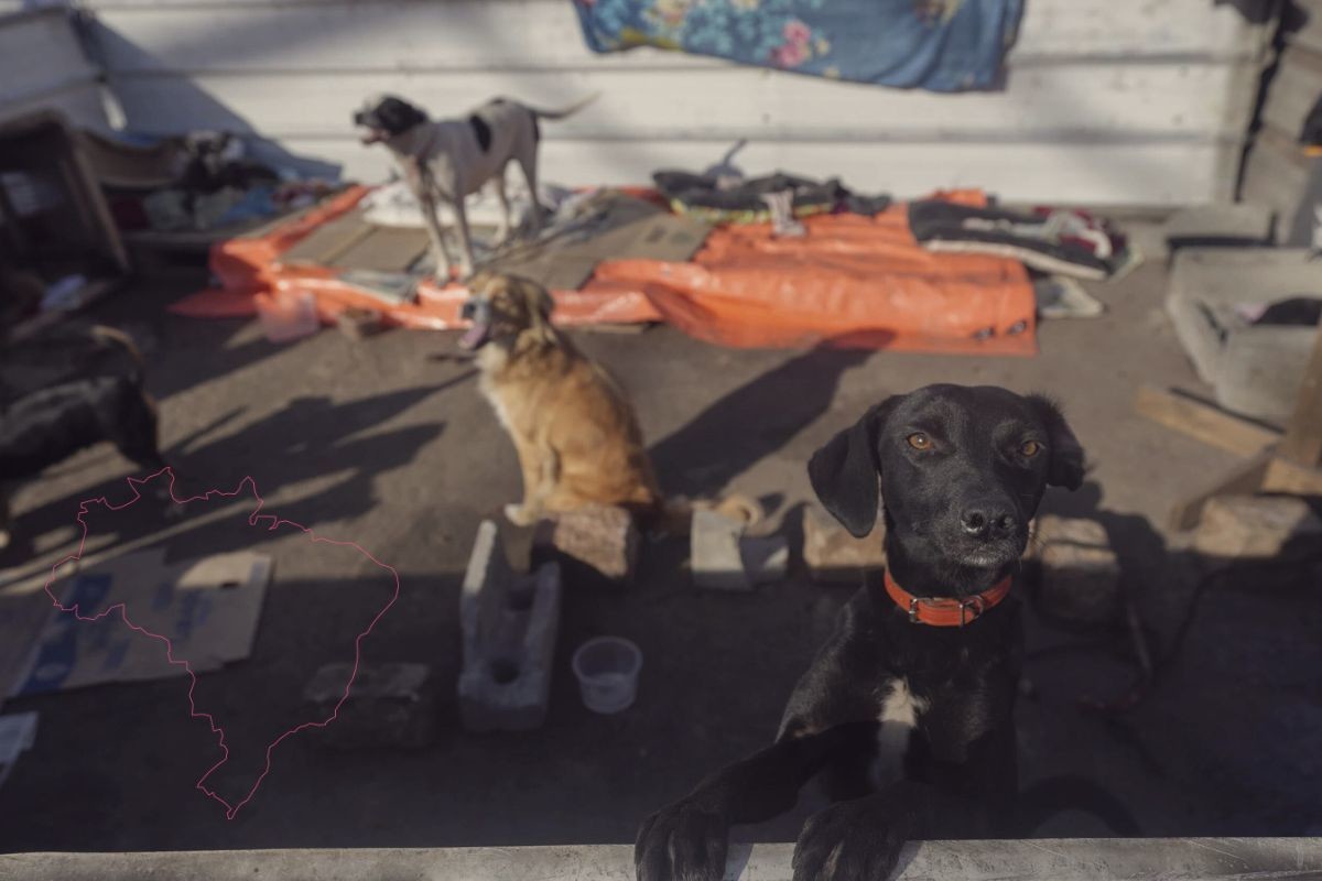 Voluntarios atienden a perritos enfermos luego de las inundaciones en Brasil. Foto: AP