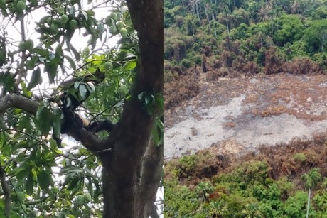 Incendio mata a cientos de animales salvajes de una UMA en Villahermosa, Tabasco