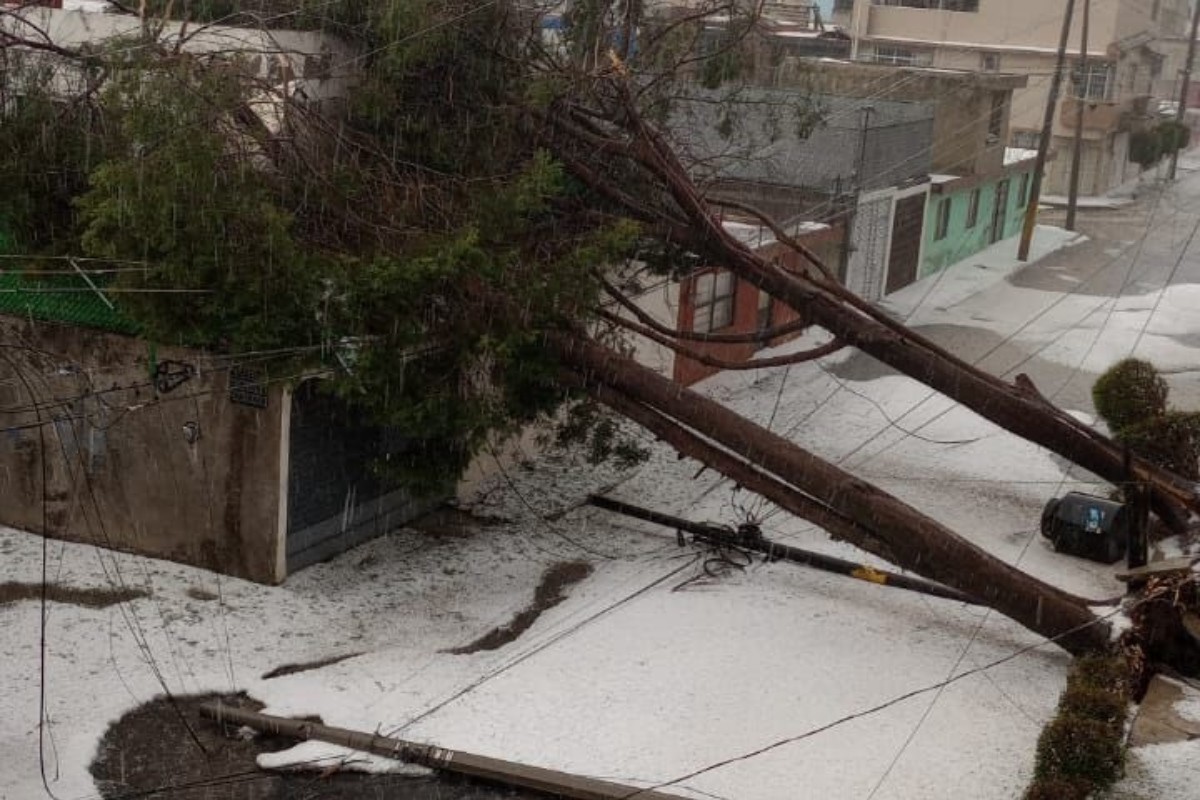 Las fuertes lluvias provocaron el derrumbe de una gran cantidad de árboles en la región Foto: 'X'(Twitter) @juanbaaq