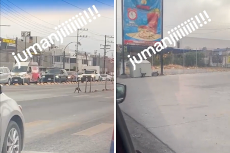 Captan mono libre en las calles de México, así fue el peculiar momento| VIDEO
