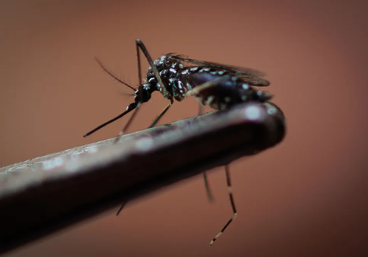 En 2024, la OPS advierte de una epidemia récord de dengue en las Américas, con más de 8.1 millones de casos, desafiando los sistemas de salud regionales. Foto: EFE