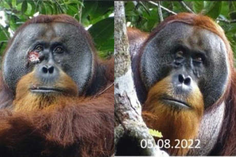 Orangután se auto-medica con planta medicinal: Estudio da primer registro
