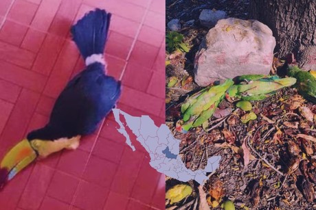 Ola de calor provoca muerte de aves en la Huasteca Potosina