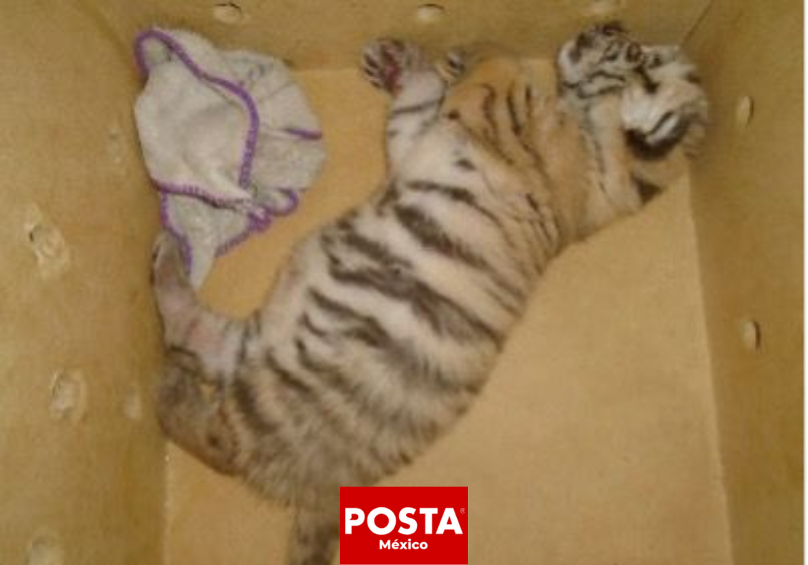 La SSP aseguró y entregó a PROFEPA una cría de tigre de Bengala hallada en los límites con Quintana Roo. Foto: Cortesía