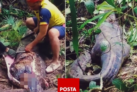 Encuentran el cuerpo de una mujer en el interior de una pitón en Indonesia
