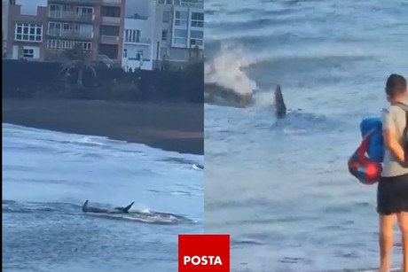 Enorme tiburón causa pánico en playa de Gran Canaria, España
