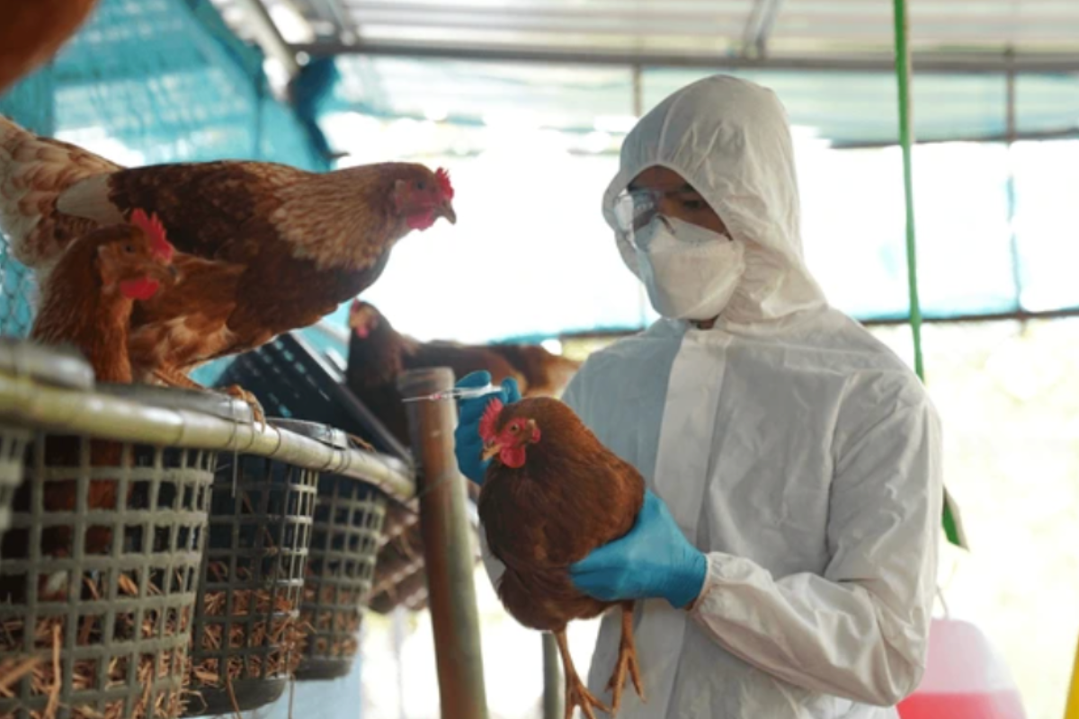 Veterinario sostiene a una gallina mientras la vacuna dentro de un gallinero. Foto: Especial