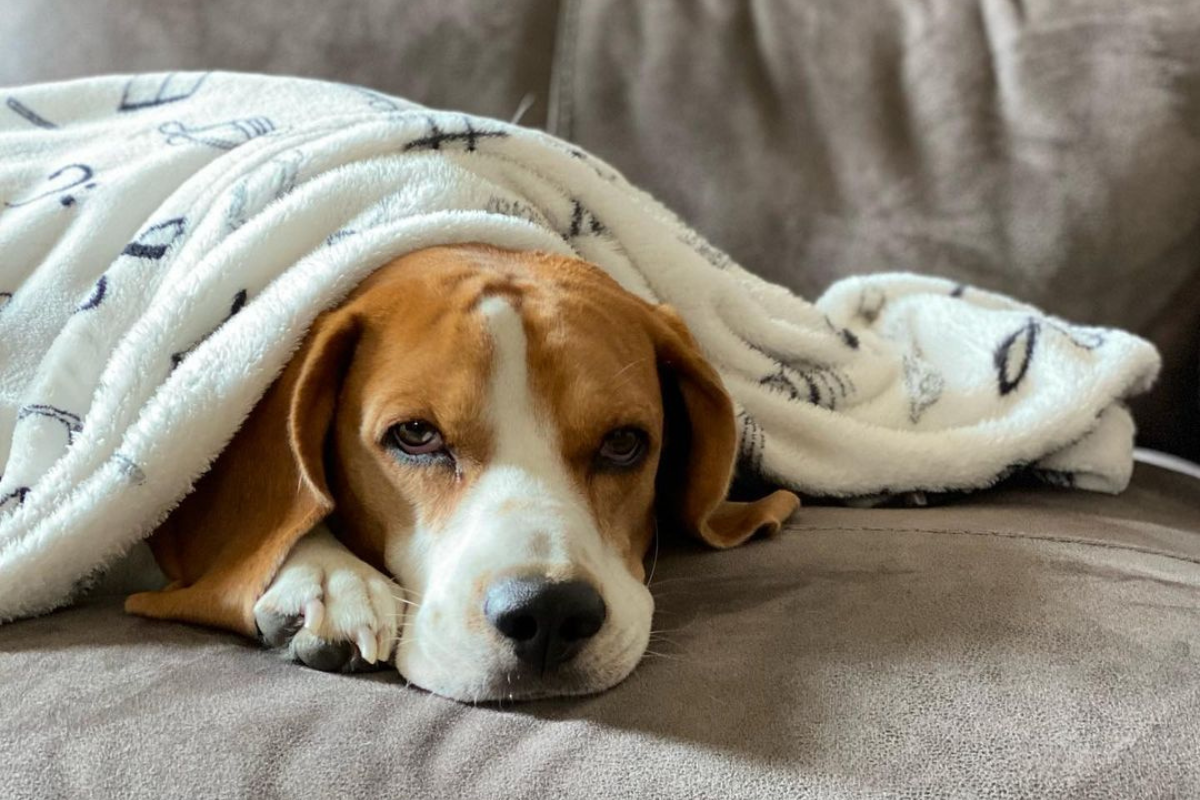 Perro Beagle, Foto: Instagram @nicolas_beagle