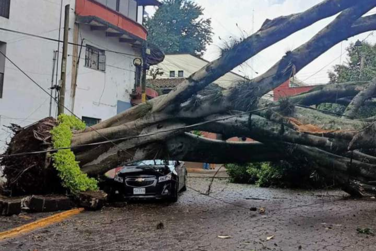 Cae árbol en Xalapa, Foto: Especial