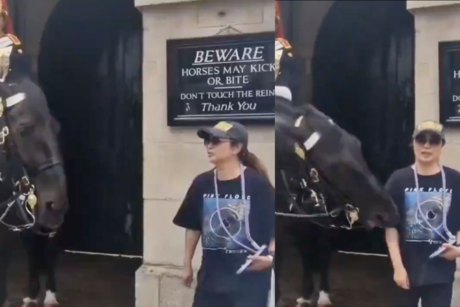 Turista es mordida por caballo de la Guardia Montada Real en Londres - VIDEO