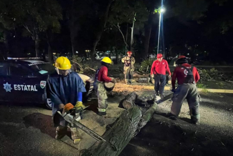 Caída de árbol daña vehículos en Villahermosa, Tabasco