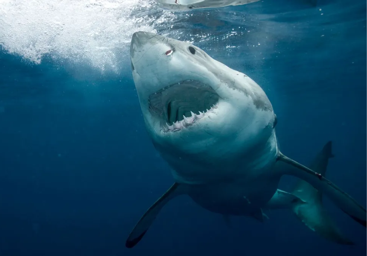La Universidad de Florida reporta un incremento en los ataques de tiburón no provocados y el doble de muertes en 2023, comparado con 2022. Foto: Archivo