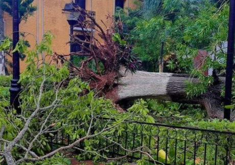 Valladolid, Yucatán: Beryl causa estragos con árboles caídos y calles inundadas