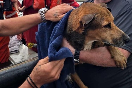 Perrito que nadaba en las costas de Coatzacoalcos es rescatado por petroleros