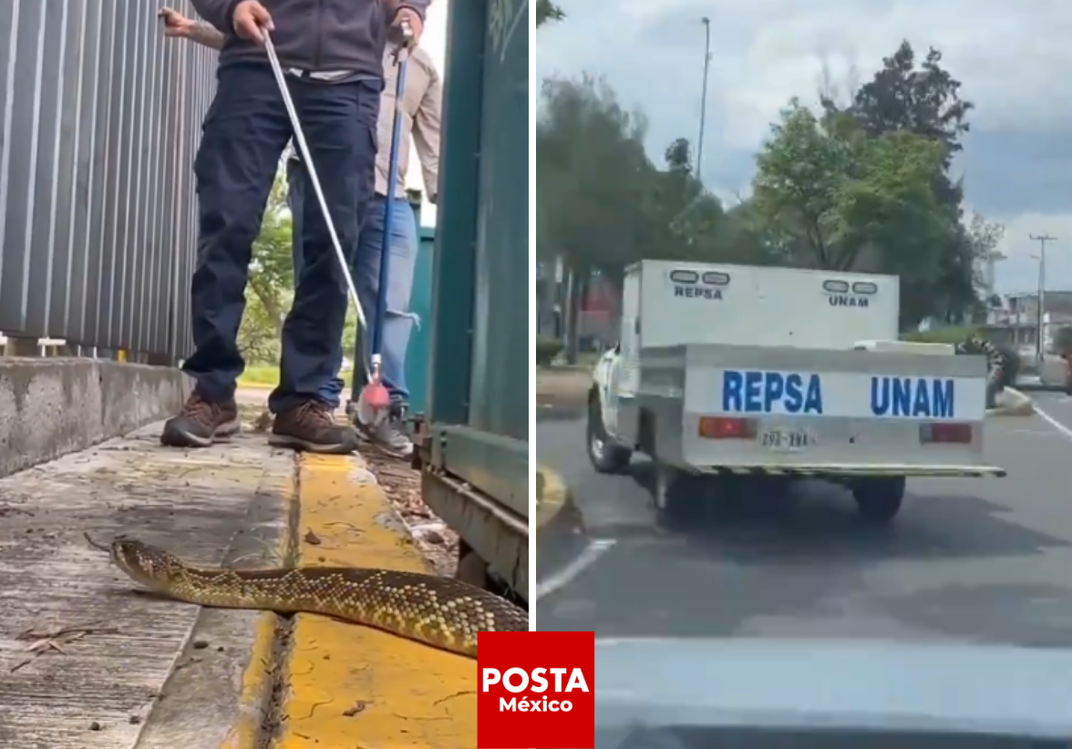 Un equipo de expertos de la UNAM rescató con éxito a una víbora de cascabel que fue descubierta en Ciudad Universitaria, asegurando su retorno a la Reserva Ecológica sin ningún incidente. Foto: Redes