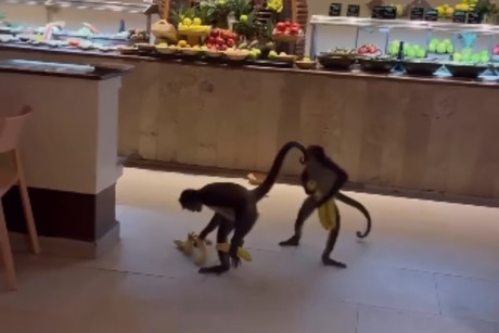 Monos son captados robando plátanos en el restaurante del hotel Sandos Caracol