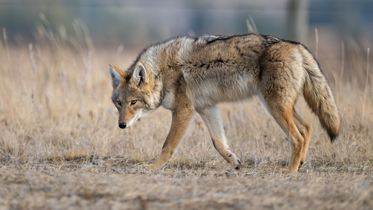 Los alumnos han visto a la familia de coyotes recorriendo las canchas de la escuela en busca de alimentos. Foto: Especial