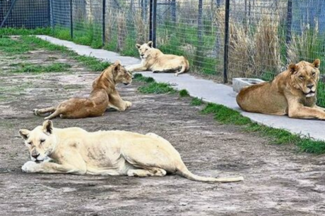 La historia del Santuario Black Jaguar-White y el tráfico de animales