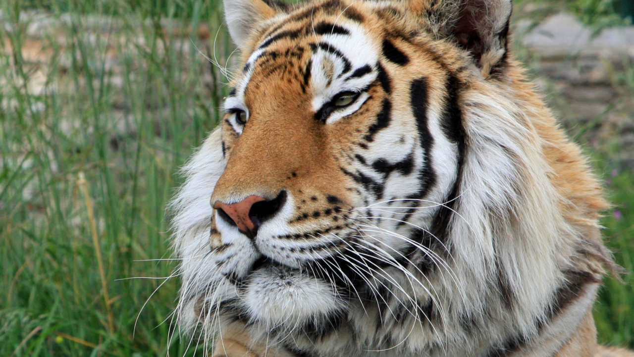 Se escapa tigre de zoológico en Reynosa; aún no lo localizan