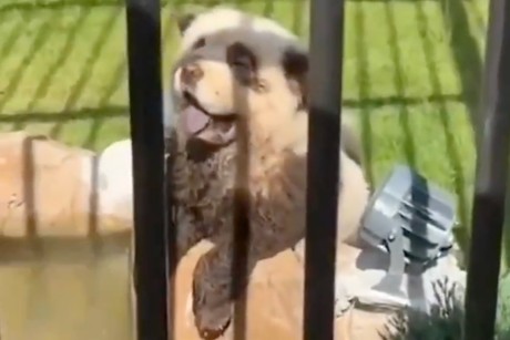 Zoológico en China pinta perros para parecer pandas y son descubiertos