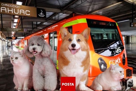 Metro de la CDMX rescata perritos, descubre como puedes adoptar a un lomito