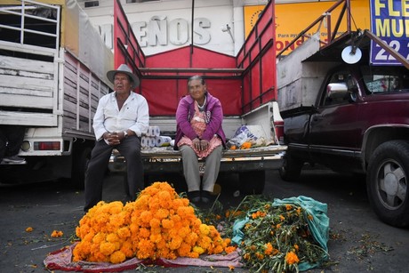 'Flor de muerto' peligra por torrencial que arrasa el cempasúchil en Puebla