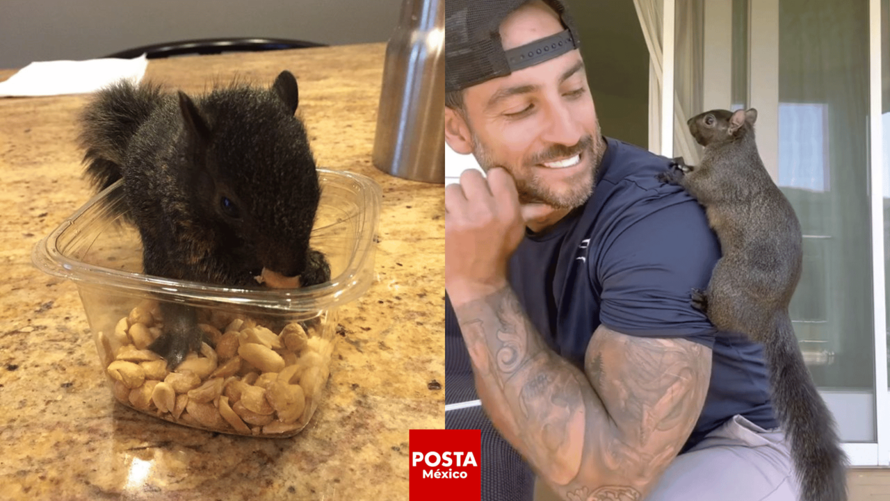 ¿Qué sucedió con Peanut, la famosa ardilla de TikTok que fue sacrificada en Nueva York? Foto: Instagram | Peanut The Squirrel.