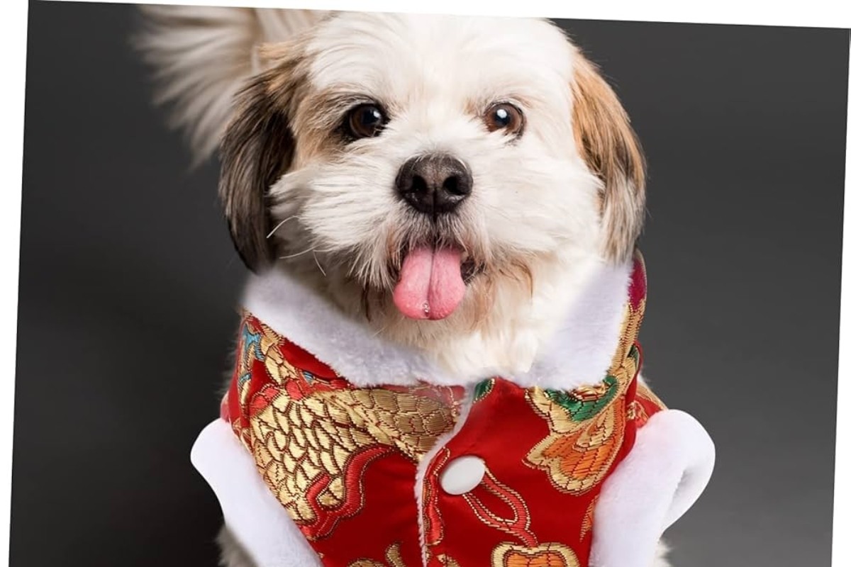 Perro con atuendo para invierno Foto: Amazon