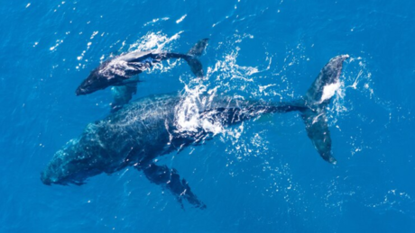 'Saludan' ballenas a turistas en Puerto Vallarta