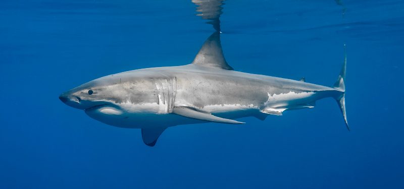 Tiburón blanco