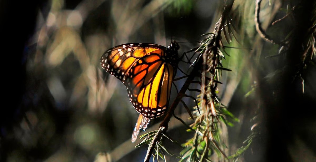 Mariposa monarca en Michoacán. Foto tomada de: (Facebook) MiMorelia.com