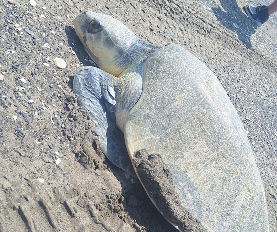 Este jueves arribó la segunda tortuga Lora a desovar en la Playa de Chachalacas de Úrsulo Galván. Foto: Cortesía Protección Civil