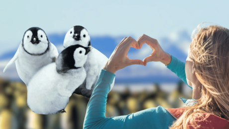 ¿Te gustan los pingüinos? Aquí te decimos cómo puedes apadrinar uno